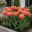 Тюльпан Brisbane фото