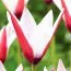 Тюльпан Clusiana Stellata фото