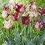 Тюльпан Striped Crown фото