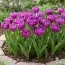Тюльпан Blue Spectacle фото
