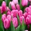 Набор тюльпанов Pink Flag фото