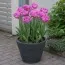 Тюльпан Rosy Diamond фото
