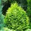 Туя западная Wareana Lutescens фото