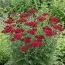 Тысячелистник Pomegranate фото