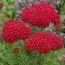 Тысячелистник Pomegranate фото