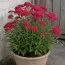 Тысячелистник Pomegranate фото