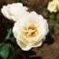 Роза плетистая Uetersener Klosterrose фото