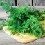 Укроп Грибовский фото