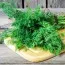 Укроп Грибовский (акционный) фото