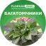 Удобрение для многолетников (Florium Profi универсальное) 4м. 700г фото