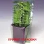 Герань Blue Blood фото