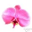 Фаленопсис Valentine Pink фото