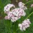Валериана Officinalis фото