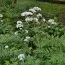 Валериана Officinalis фото