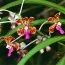 Ванда трехцветная (Vanda tricolor) фото