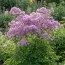 Василистник Purpureum фото