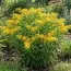 Ваточник Hello Yellow фото