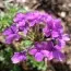 Вербена Homestead Purple фото
