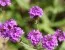 Вербена Homestead Purple фото