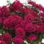 Вербена Estrella Merlot фото
