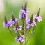 Вербена Blue Spires фото