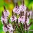 Вербена Pink Spires фото
