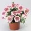 Вербена Twister Pink фото