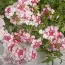 Вербена Twister Pink фото