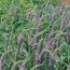 Вероника Spicata Blue фото