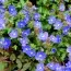 Вероника Georgia Blue фото