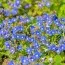 Вероника Georgia Blue фото
