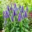 Вероника Ulster Dwarf Blue фото