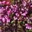 Вейгела Nana Purpurea фото