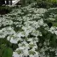 Калина Lanarth фото
