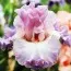 Ирис Vienna Waltz фото