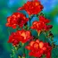 Набор фрезий Double Red фото
