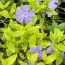 Барвинок Argenteovariegata фото
