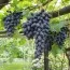 Виноград Алвика (привитый) фото