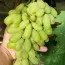 Виноград Кишмиш Хеллоуин 2 фото