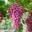 Виноград Кишмиш Алисия (привитый) фото