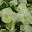 Фиалка Matrix Primrose фото