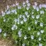 Виола Boughton Blue фото