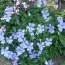 Виола Boughton Blue фото