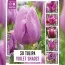 Тюльпаны Violet Shades (Брендовые луковицы KAPITEYN®) фото