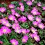 Анемона Violet Star фото