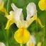 Ирис Hollandica Yellow-White фото