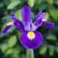 Ирис Hollandica Young Star фото