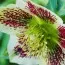 Морозник White Spotted Lady фото