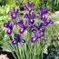 Ирис Hollandica Young Star фото