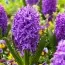 Гиацинт Purple Voice фото